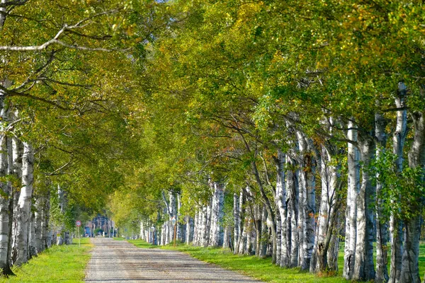 Ağaçlar sonbaharda Hokkaido 'da dizilmiş.