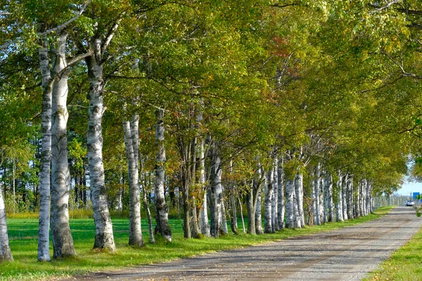 Ağaçlar sonbaharda Hokkaido 'da dizilmiş.