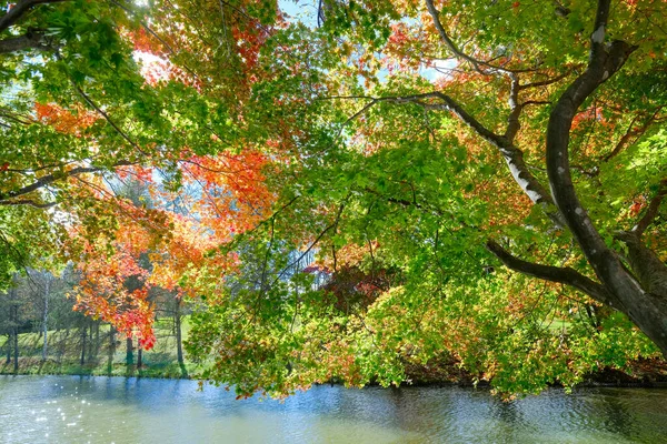 Hojas Otoño Parque Shintoku — Foto de Stock