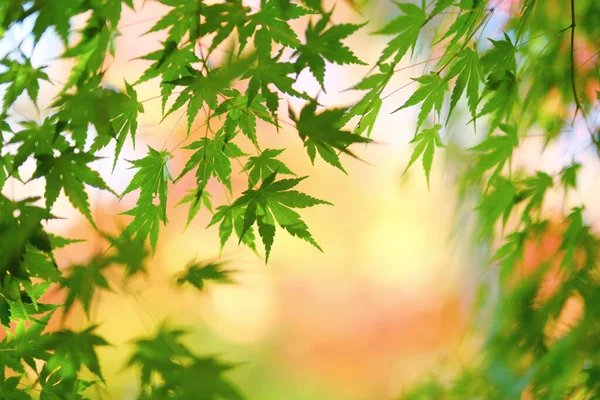 Zelené Podzimní Listy Hokkaido — Stock fotografie