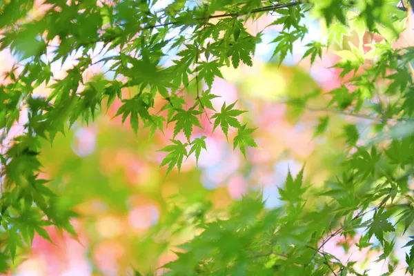 Feuilles Automne Vertes Dans Hokkaido — Photo