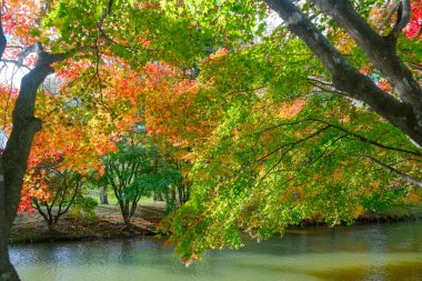 Shimizu Park Hokkaido 'da sonbahar yaprakları
