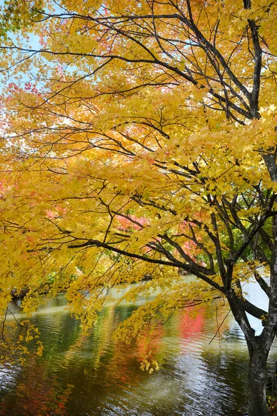 Hojas Otoño Parque Shimizu Hokkaido —  Fotos de Stock