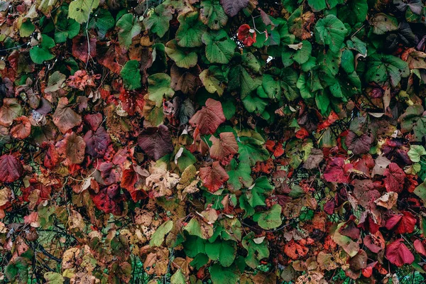 Feuilles Raisin Automne Hokkaido — Photo