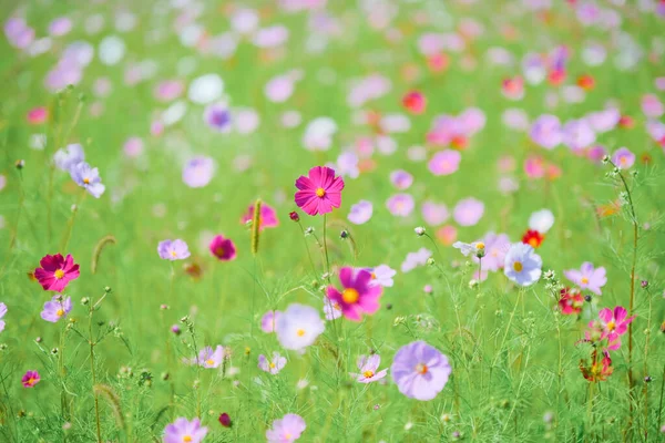 Kosmos Blomma Sommaren Hokkaido — Stockfoto