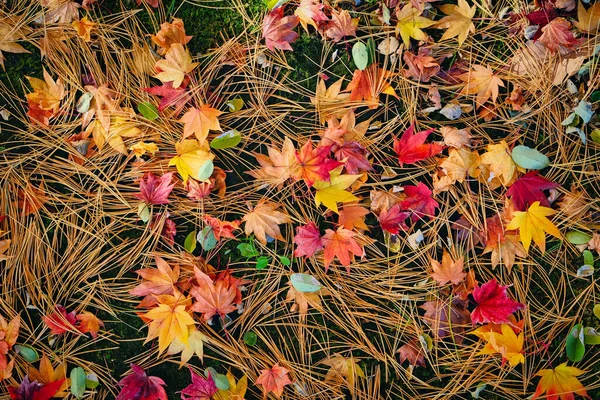 Feuilles Tombées Sur Sol — Photo