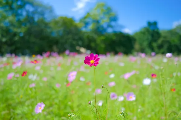 Flor Cosmos Verão Hokkaido — Fotografia de Stock