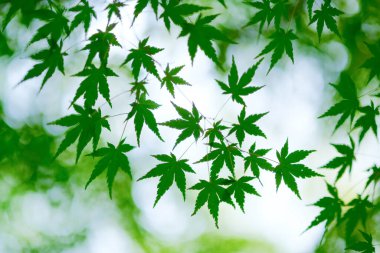 Hokkaido 'da yeşil sonbahar yaprakları