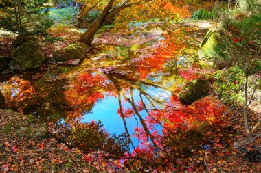Sonbahar yaprakları suya yansıyor
