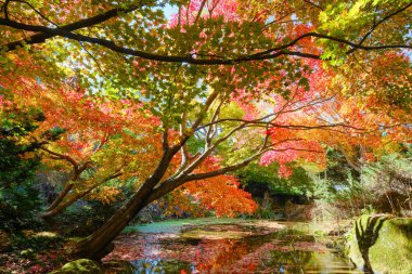 Sonbahar yaprakları suya yansıyor