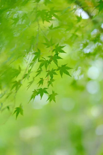 Gröna Höstlöv Hokkaido — Stockfoto