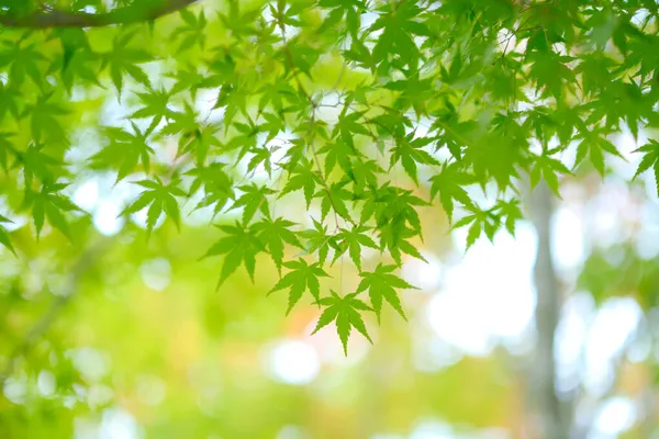 Groene Herfstbladeren Hokkaido — Stockfoto