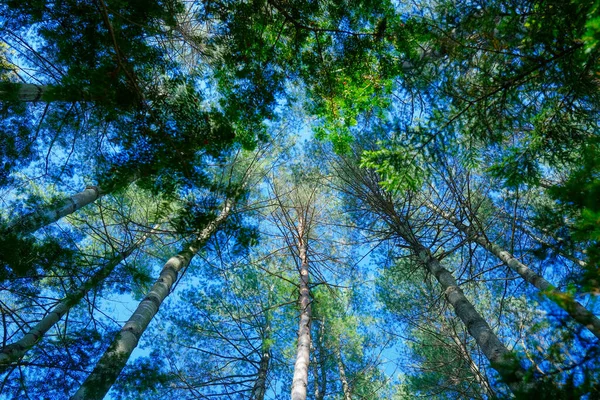 Regardant Ciel Dans Forêt — Photo