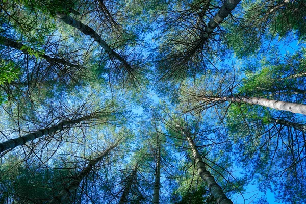 仰望森林中的天空 — 图库照片