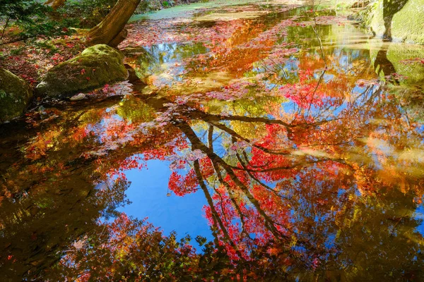 Herfst Bladeren Weerspiegeld Het Water — Stockfoto