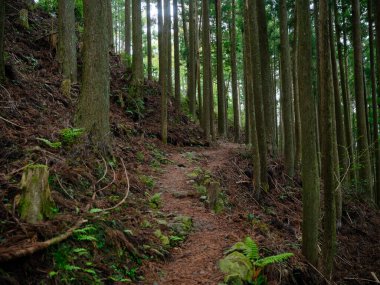 kumano kodo in wakayama japan