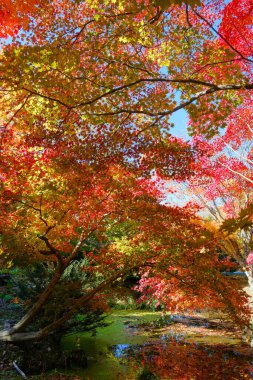 Sonbahar yaprakları suya yansıyor