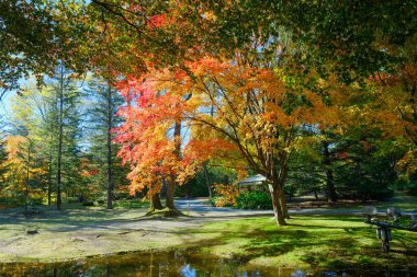 Sonbahar yaprakları suya yansıyor
