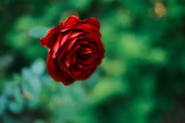 Red Rose Summer Garden — Stock Photo, Image
