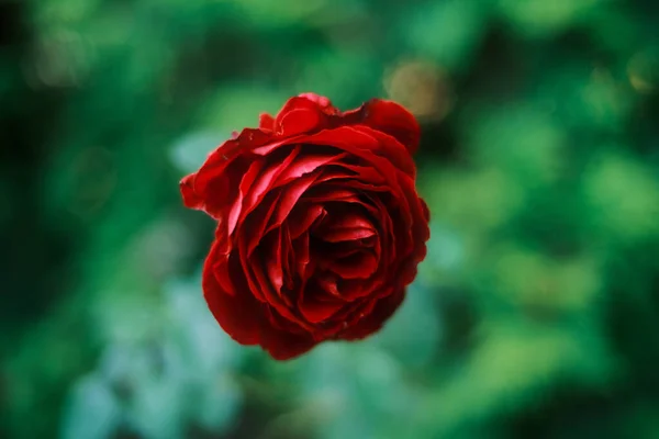 Red Rose Summer Garden — Stock Photo, Image