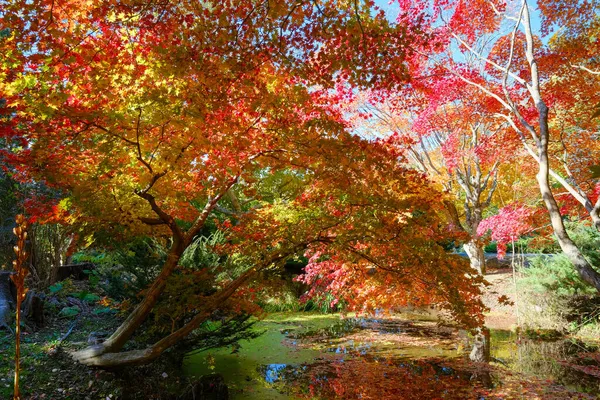 Herbstblätter Spiegeln Sich Wasser — Stockfoto