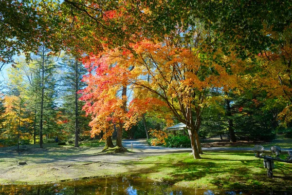 Herbstblätter Spiegeln Sich Wasser — Stockfoto