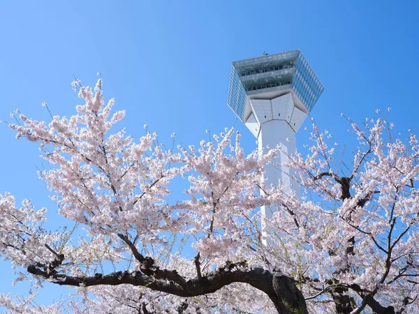 Πύργος Γοριοκάκου Και Άνθη Κερασιάς — Φωτογραφία Αρχείου
