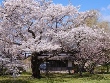 matsumae kalesi ve kiraz çiçekleri