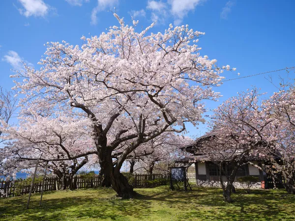 Castelo Matsumae Flores Cereja — Fotografia de Stock