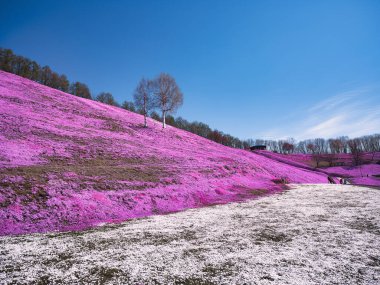 İlkbaharda hokkaido 'da yosun filizi