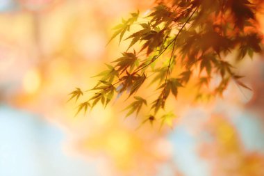 Hokkaido japan 'da sonbahar yaprakları