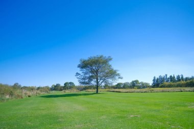 Çimenlikteki büyük ağaç