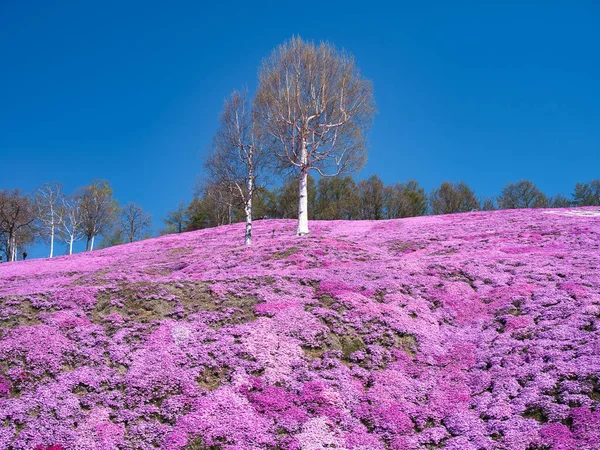 Moss Phlox Στο Ανοιξιάτικο Hokkaido — Φωτογραφία Αρχείου