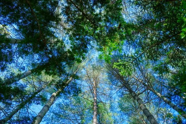 Regardant Ciel Dans Forêt — Photo