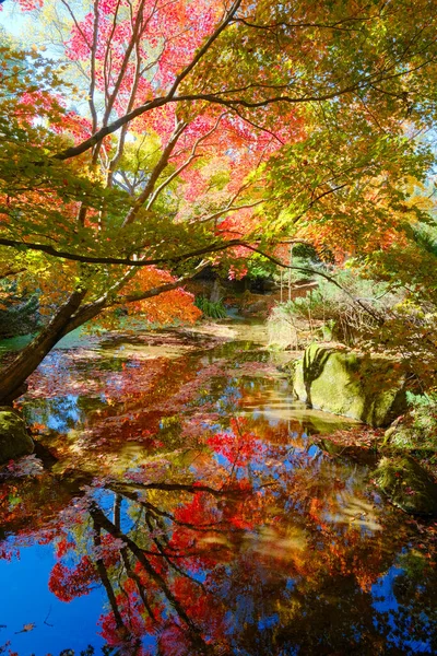 Осенние Листья Отражаются Воде — стоковое фото