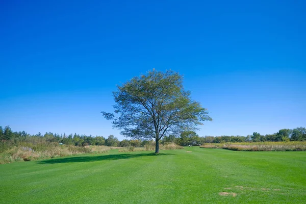 Árbol Grande Campo Hierba — Foto de Stock