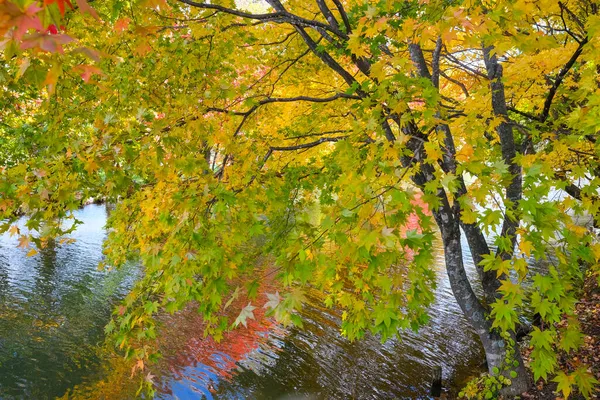 Feuilles Automne Dans Parc Shimizu — Photo