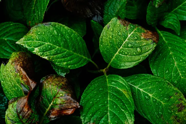 Regn Droppe Grönt Gräs — Stockfoto