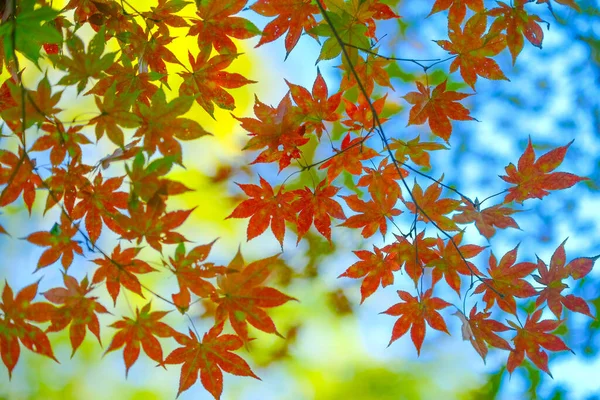 Herbstblätter Und Blauer Himmel — Stockfoto