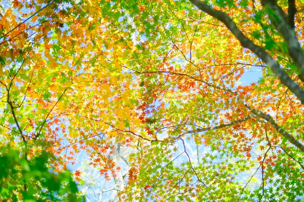 Herbstblätter Und Blauer Himmel — Stockfoto