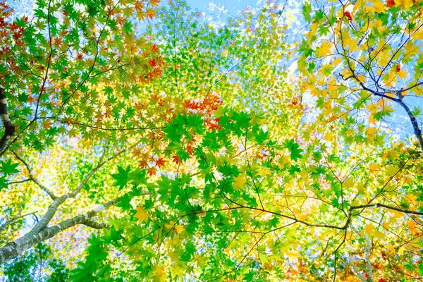 Осіннє Листя Блакитне Небо — стокове фото