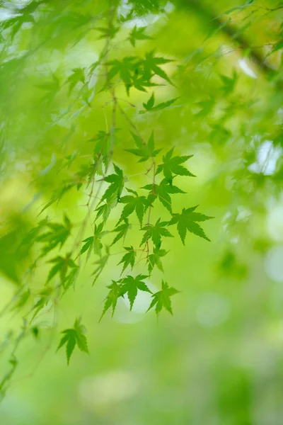 Groene Herfstbladeren Hokkaido — Stockfoto