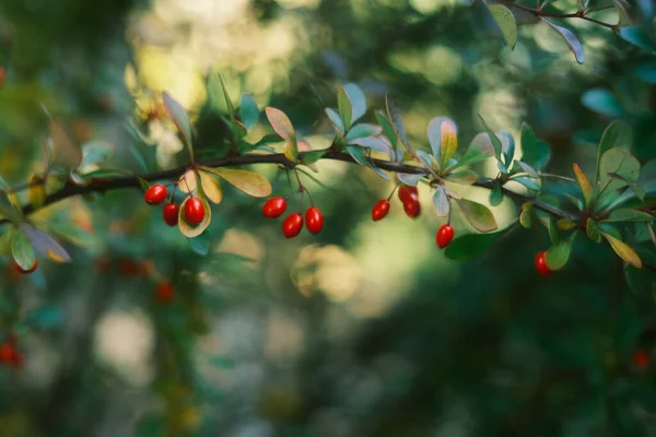 Fruits Rouges Dans Jardin Automne — Photo