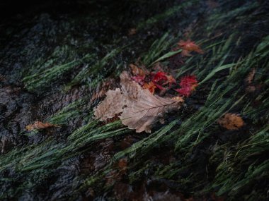 Nehre düşen yapraklar