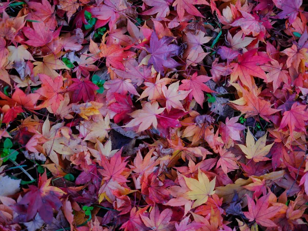 Fallen Leaves Ground — Stock Photo, Image