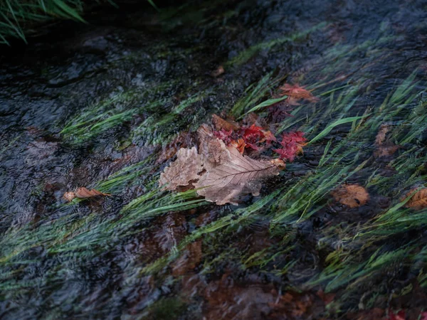 Feuilles Tombées Sur Rivière — Photo