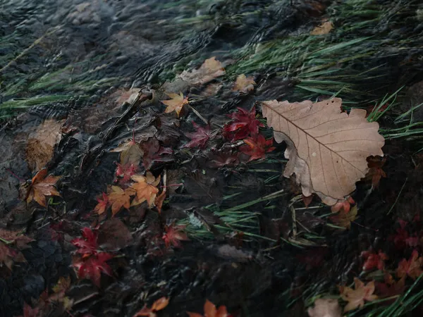 Fallna Löv Floden — Stockfoto