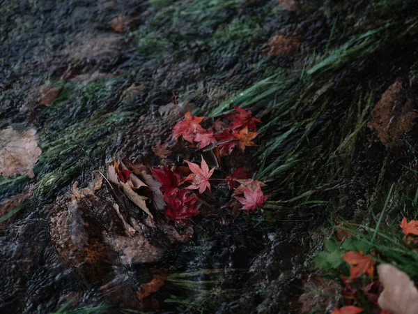 Fallna Löv Floden — Stockfoto