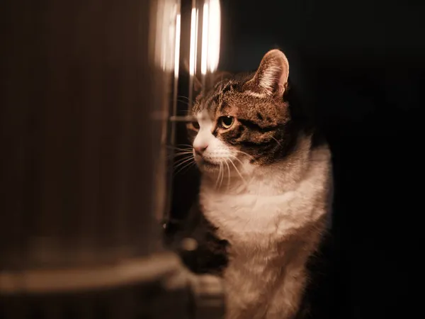 Γάτα Κοντά Στο Φούρνο Χειμώνα — Φωτογραφία Αρχείου