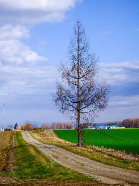 Дерево Біля Дороги Сільській Місцевості — стокове фото